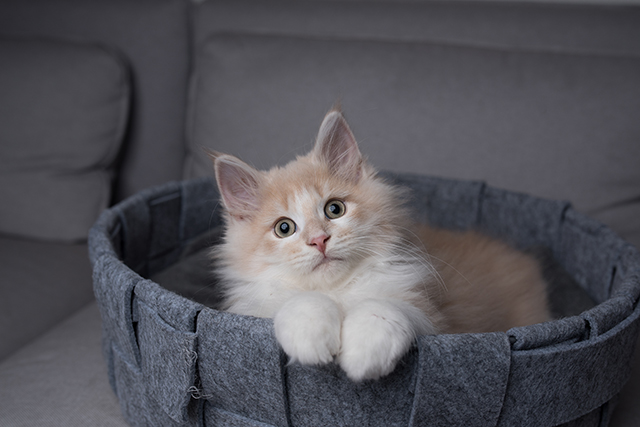 猫猫、可爱、宠物-康兴医疗器械官网